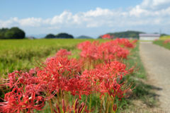 明日香村　大字飛鳥