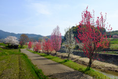 明日香村　大字岡