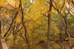奈良県北葛城郡河合町、広陵町　馬見丘陵公園