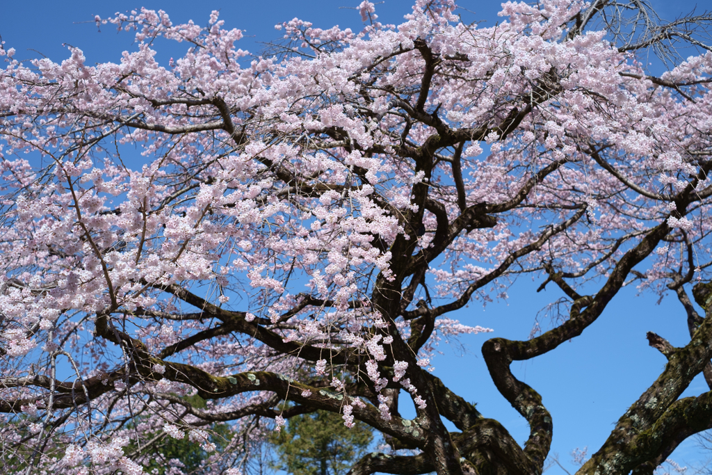 御所市楢原　九品寺のしだれ桜