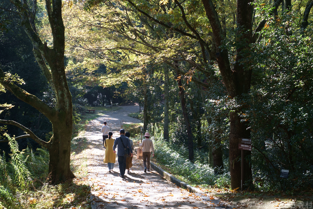 明日香村　大字豊浦（ 国営飛鳥歴史公園　甘樫丘地区 ）