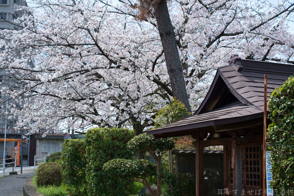 橿原市　飛鳥川沿いの桜