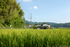 明日香村　大字飛鳥