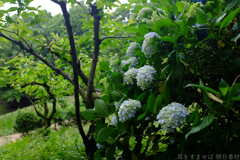 明日香村　大字豊浦（ 国営飛鳥歴史公園　甘樫丘地区 ）