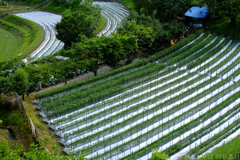 明日香村　大字稲渕