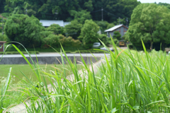 明日香村　大字川原