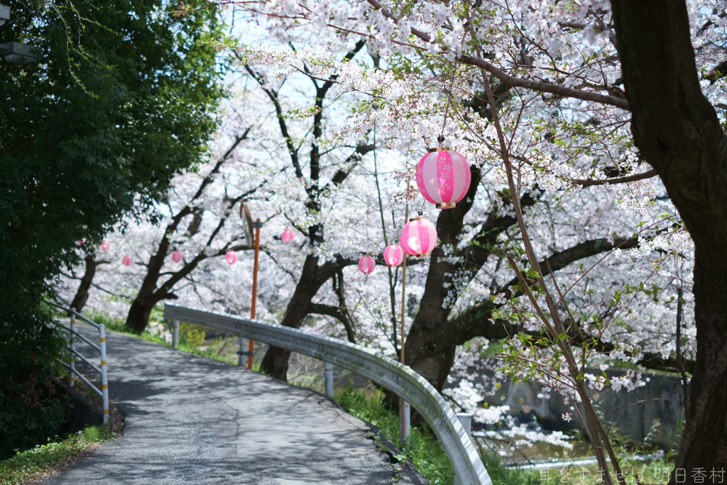 橿原市　飛鳥川沿いの桜