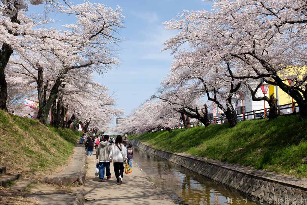 奈良県大和高田市　高田千本桜
