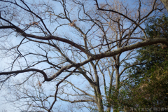 明日香村　大字豊浦（ 甘樫丘 ）