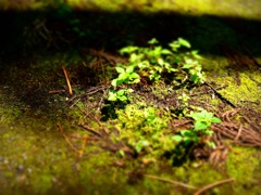 明日香村 栢森（ かやのもり ）