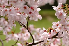 明日香村 大字島庄 明日香村 大字島庄