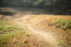 明日香村　大字豊浦（ 甘樫丘 ）