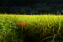 明日香村　大字稲渕
