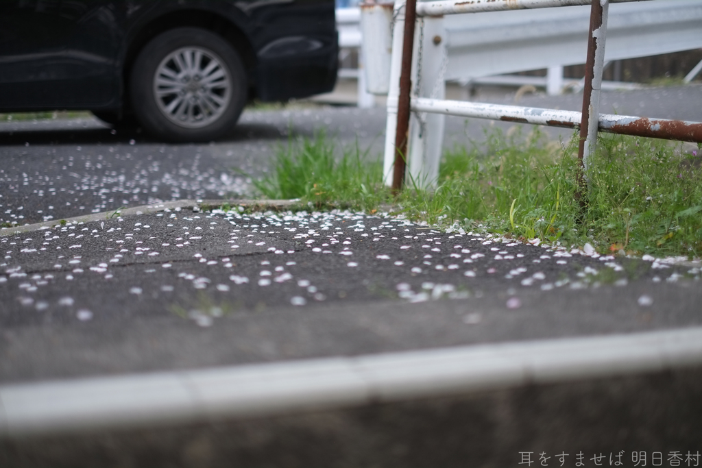 橿原市　飛鳥川沿いの桜