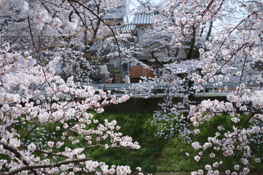 奈良市　佐保川沿いの桜