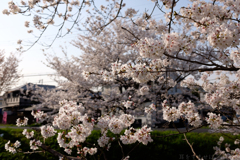 奈良県大和高田市　高田千本桜