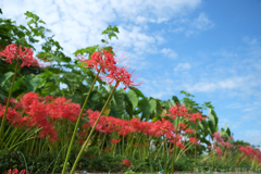 明日香村　大字稲渕