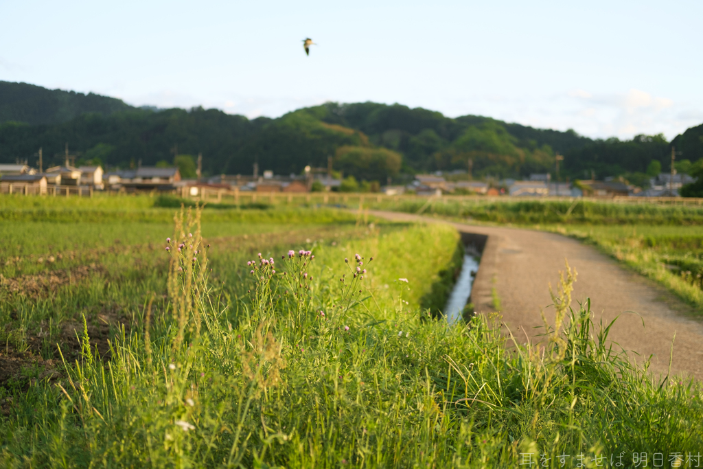 明日香村　大字岡
