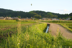 明日香村　大字岡