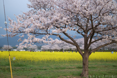 奈良県橿原市　藤原宮跡