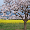 奈良県橿原市　藤原宮跡