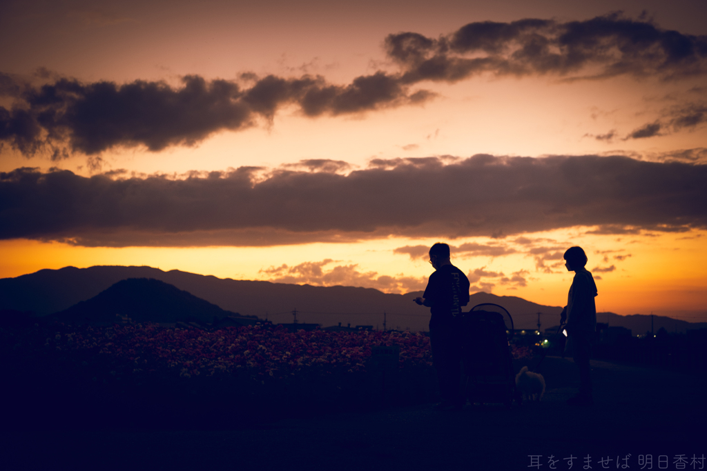 橿原市高殿町　藤原宮跡