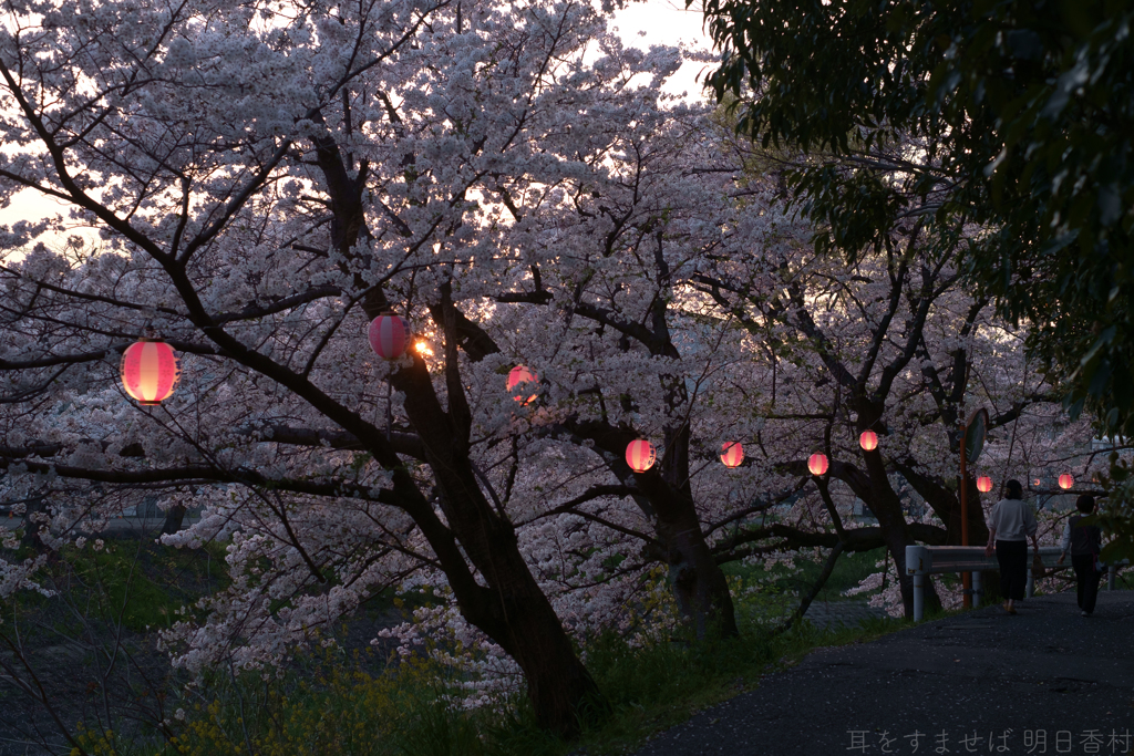 橿原市　飛鳥川沿いの桜