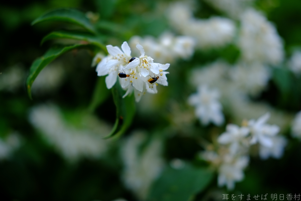 明日香村　大字稲渕