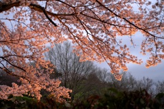 明日香村　大字島庄　石舞台古墳　夜桜ライトアップ