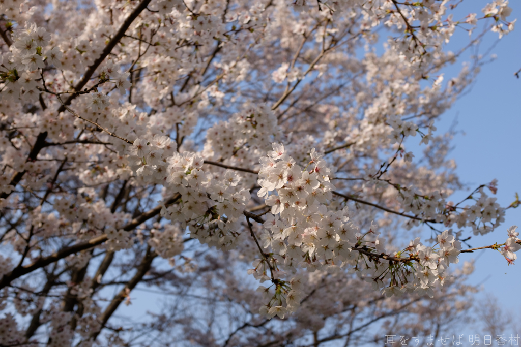 明日香村　大字稲渕