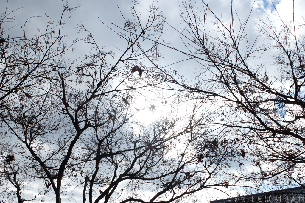 明日香村　大字平田（ 国営飛鳥歴史公園　高松塚周辺地区 ）