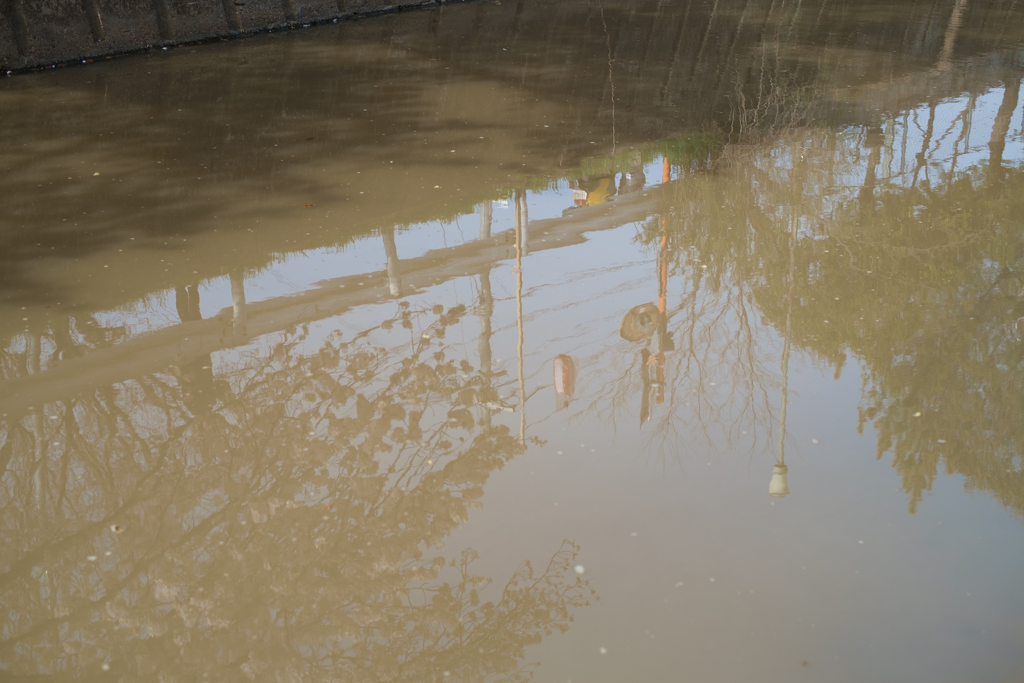奈良市　佐保川沿いの桜