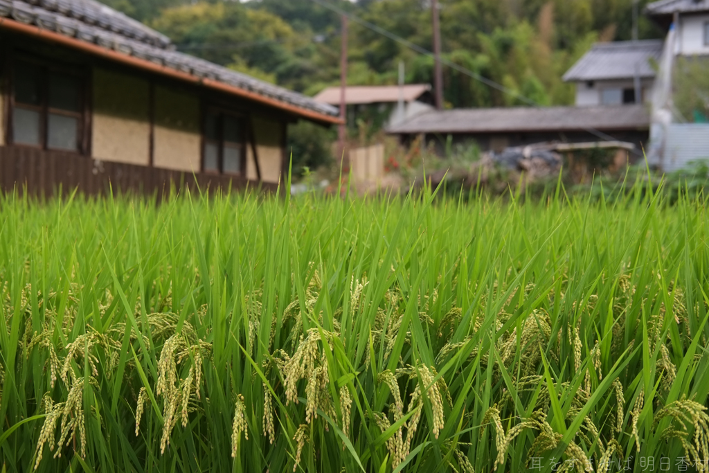 明日香村　大字橘