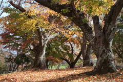 奈良県生駒郡斑鳩町 竜田川沿いの紅葉