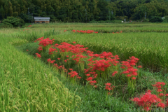 明日香村　大字岡