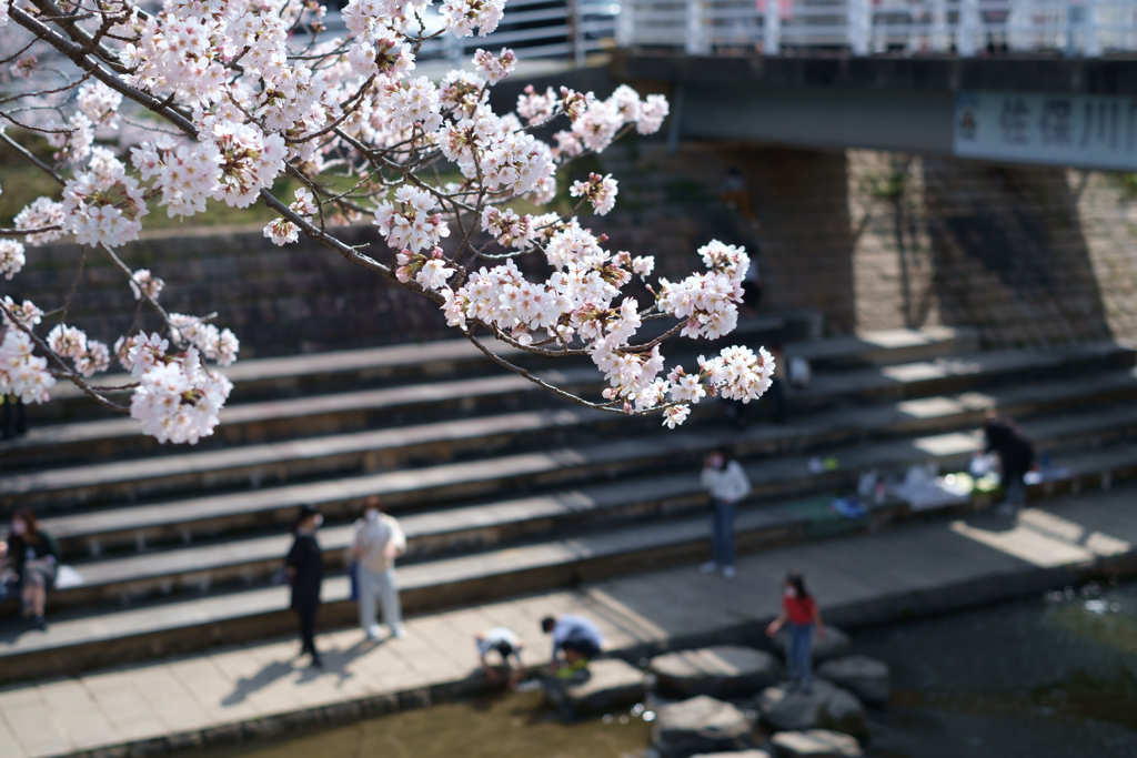 奈良市　佐保川沿いの桜