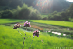 明日香村　大字稲渕
