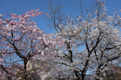 奈良市　佐保川沿いの桜