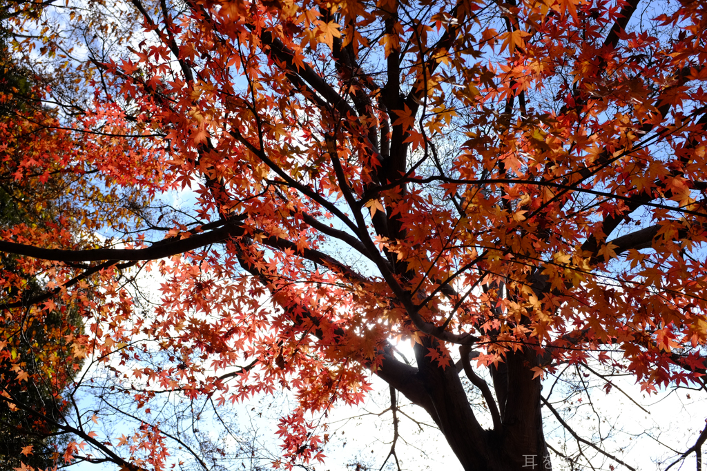 明日香村　大字平田（ 国営飛鳥歴史公園　高松塚周辺地区 ）