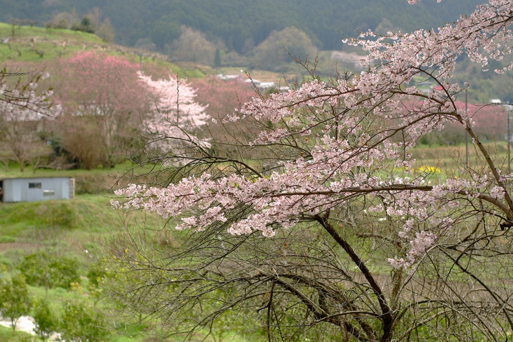 明日香村　大字島庄