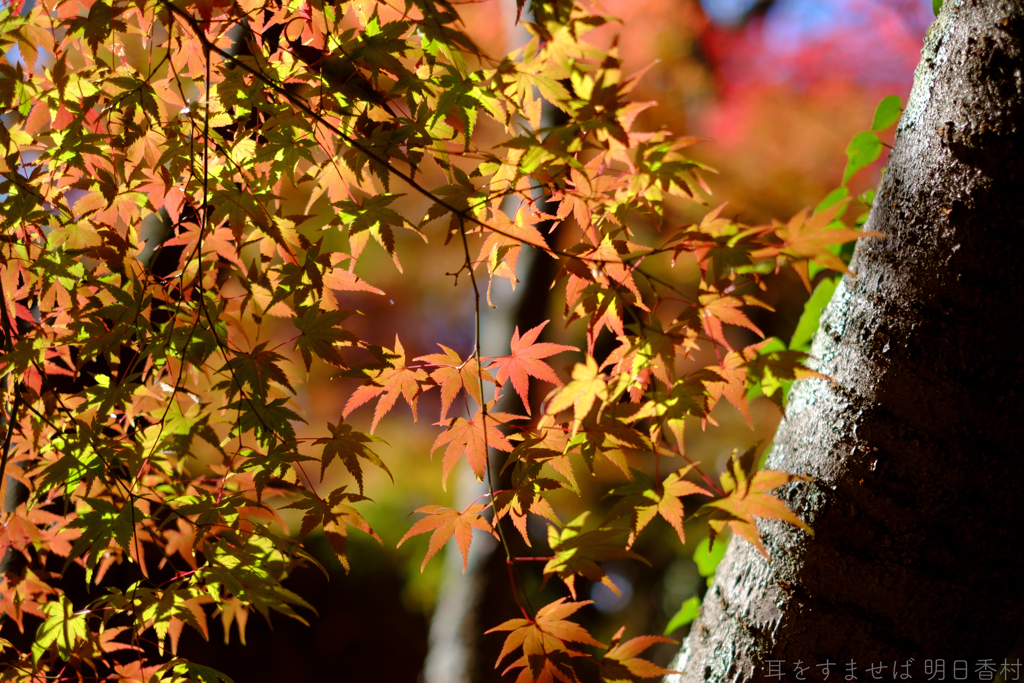 明日香村　大字平田　中尾山古墳