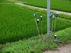 明日香村 橘 明日香村 橘