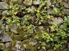 明日香村 野口 明日香村 野口