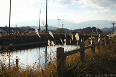 明日香村　大字橘