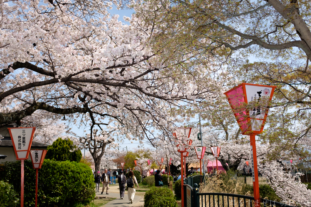 奈良県大和高田市　高田千本桜