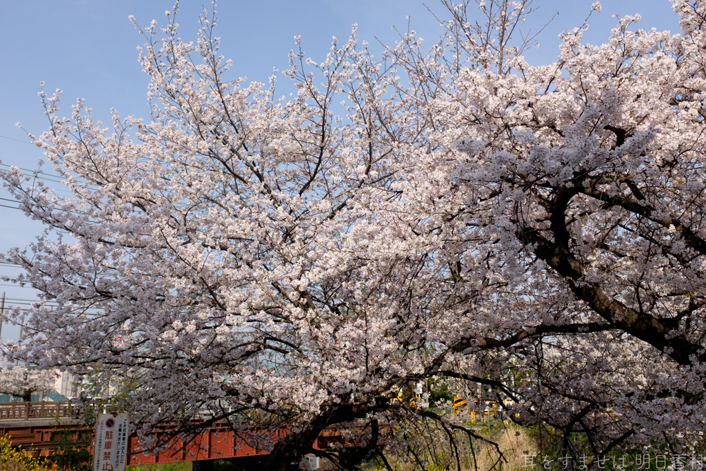 奈良県大和高田市　高田千本桜