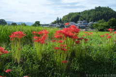 明日香村　大字橘