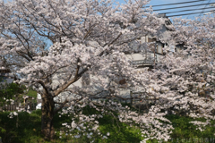 明日香村　大字川原
