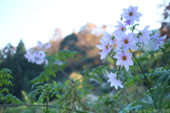 明日香村　大字稲渕