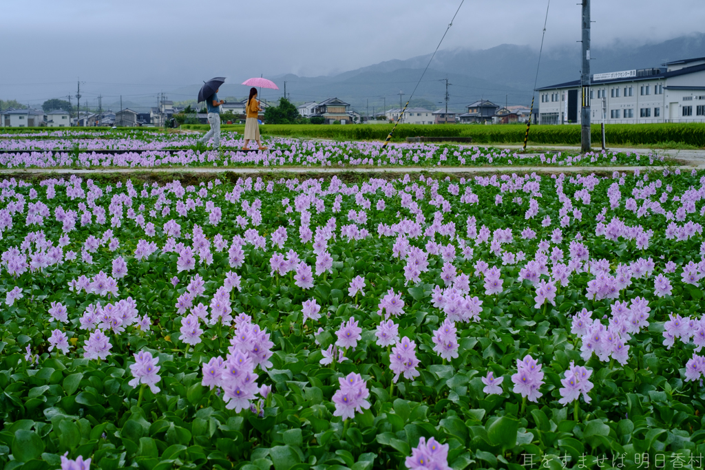 橿原市　城殿町（ 本薬師寺跡 ）